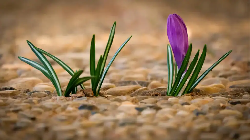 the journey of renewal Flowers starting to bloom symbolizing the journey of renewal