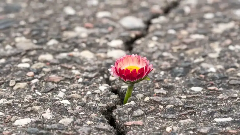 A small flower growing in a crack in the concrete symbolizing persevering in growth