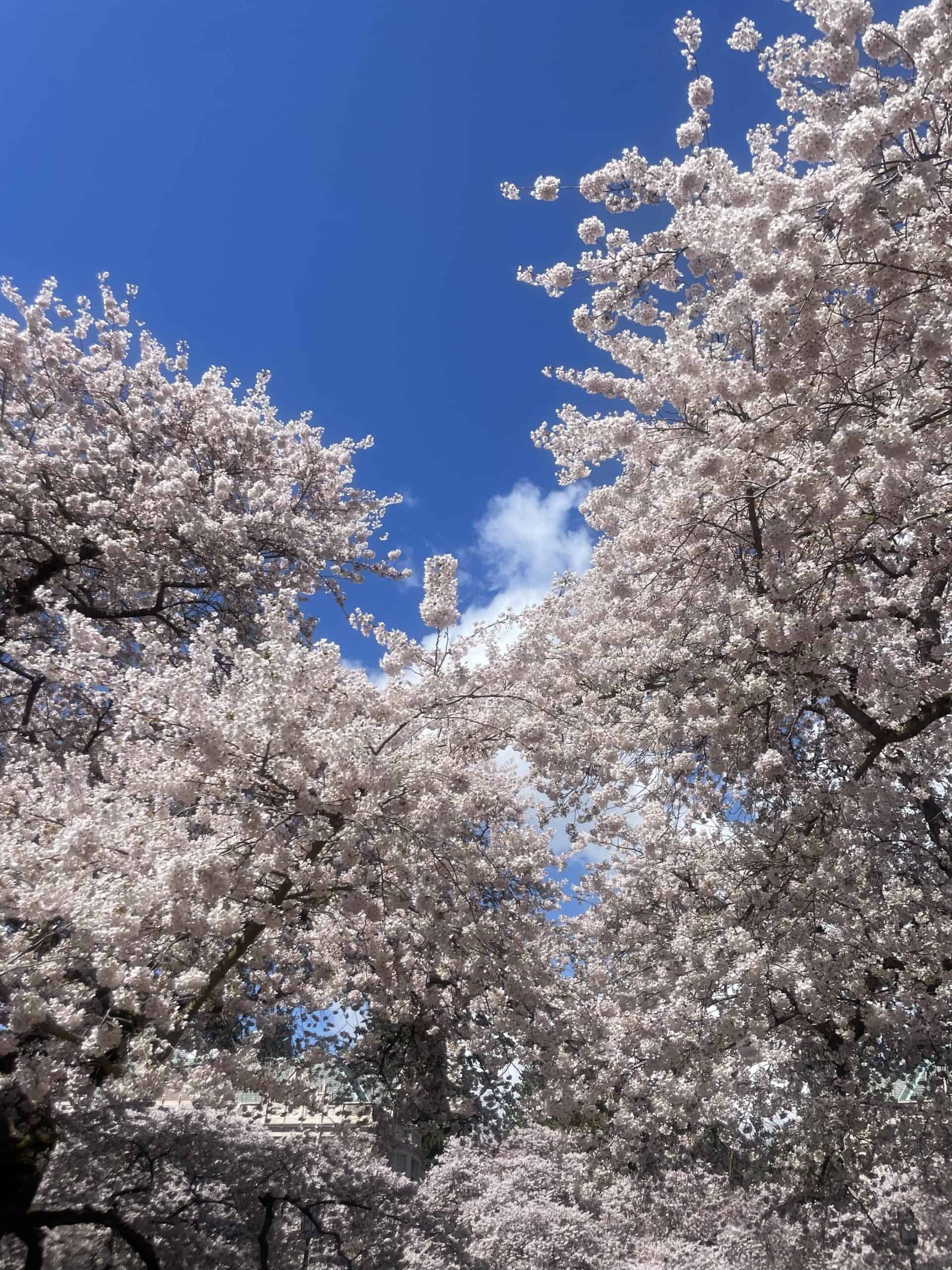 Cherry Blossoms