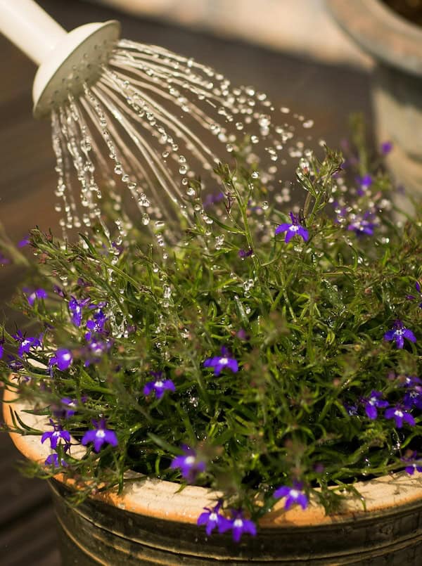 watering potted plants