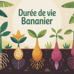 cycle de vie et renouvellement durée de vie d'un bananier