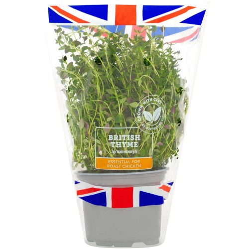 Fresh Living Thyme Pot