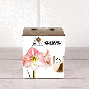 Sainsbury's Apple Blossom Amaryllis Bulb Kit Box
