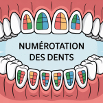 Schéma moderne numero des dents