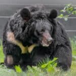 Зображення посту: У Шотландії помер евакуйований ведмідь з Донеччини