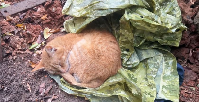 Зображення посту: Краматорські прикордонники показали свого талісмана — кота Ріккі