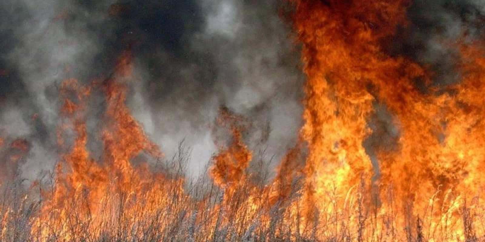 Зображення посту: На окупованій Луганщині згоріло понад 700 гектарів лісостепу за добу