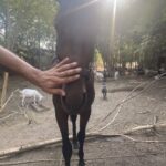 Зображення посту: 22 тисячі врятованих. Як активісти вивозять котів, собак та навіть корів із зони бойових дій