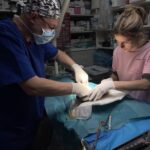 Зображення посту: 22 тисячі врятованих. Як активісти вивозять котів, собак та навіть корів із зони бойових дій