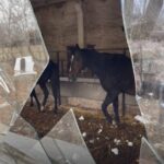 Зображення посту: Окупанти обстріляли притулок з евакуйованими тваринами з Донеччини та Харківщини