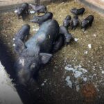 Зображення посту: Окупанти обстріляли притулок з евакуйованими тваринами з Донеччини та Харківщини