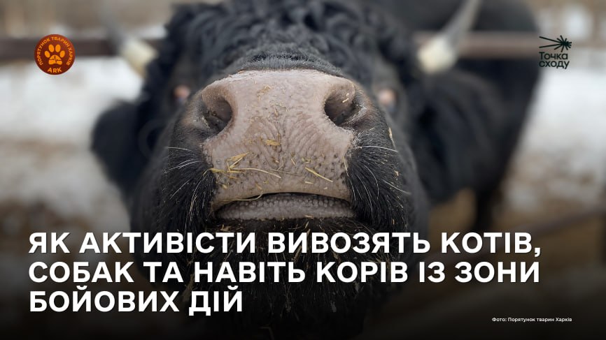 Стаття: 22 тисячі врятованих. Як активісти вивозять котів, собак та навіть корів із зони бойових дій
