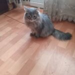 Зображення посту: «Вибачте за погану писанину, дуже переживаю». Бабуся передала записку волонтерам, які евакуювали її котів зі Слов’янська