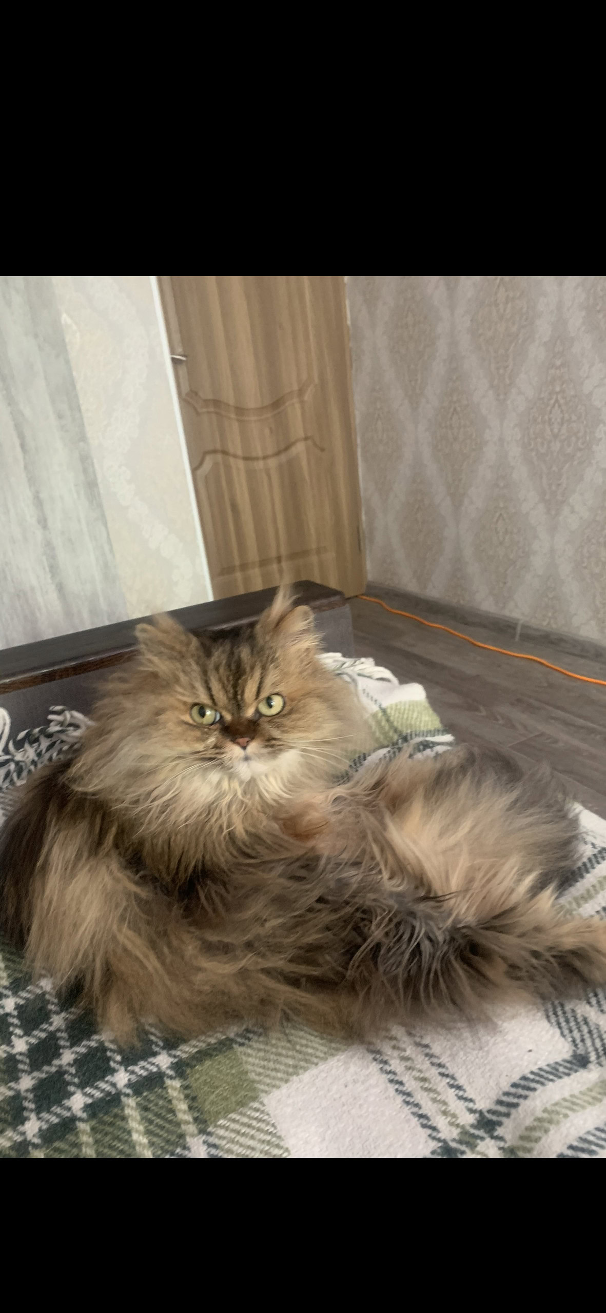 Зображення посту: Коти, які пережили війну: історії тварин, які рятувалися разом із людьми