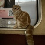 Зображення посту: Коти, які пережили війну: історії тварин, які рятувалися разом із людьми
