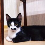 Зображення посту: Коти, які пережили війну: історії тварин, які рятувалися разом із людьми