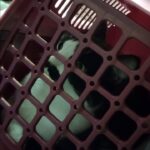Зображення посту: Коти, які пережили війну: історії тварин, які рятувалися разом із людьми