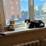 Зображення посту: Коти, які пережили війну: історії тварин, які рятувалися разом із людьми