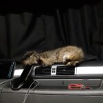 Зображення посту: Коти, які пережили війну: історії тварин, які рятувалися разом із людьми