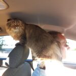 Зображення посту: Коти, які пережили війну: історії тварин, які рятувалися разом із людьми