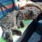 Зображення посту: Коти, які пережили війну: історії тварин, які рятувалися разом із людьми