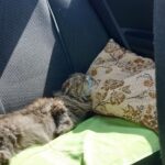 Зображення посту: Коти, які пережили війну: історії тварин, які рятувалися разом із людьми