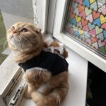 Зображення посту: Коти, які пережили війну: історії тварин, які рятувалися разом із людьми