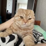 Зображення посту: Коти, які пережили війну: історії тварин, які рятувалися разом із людьми
