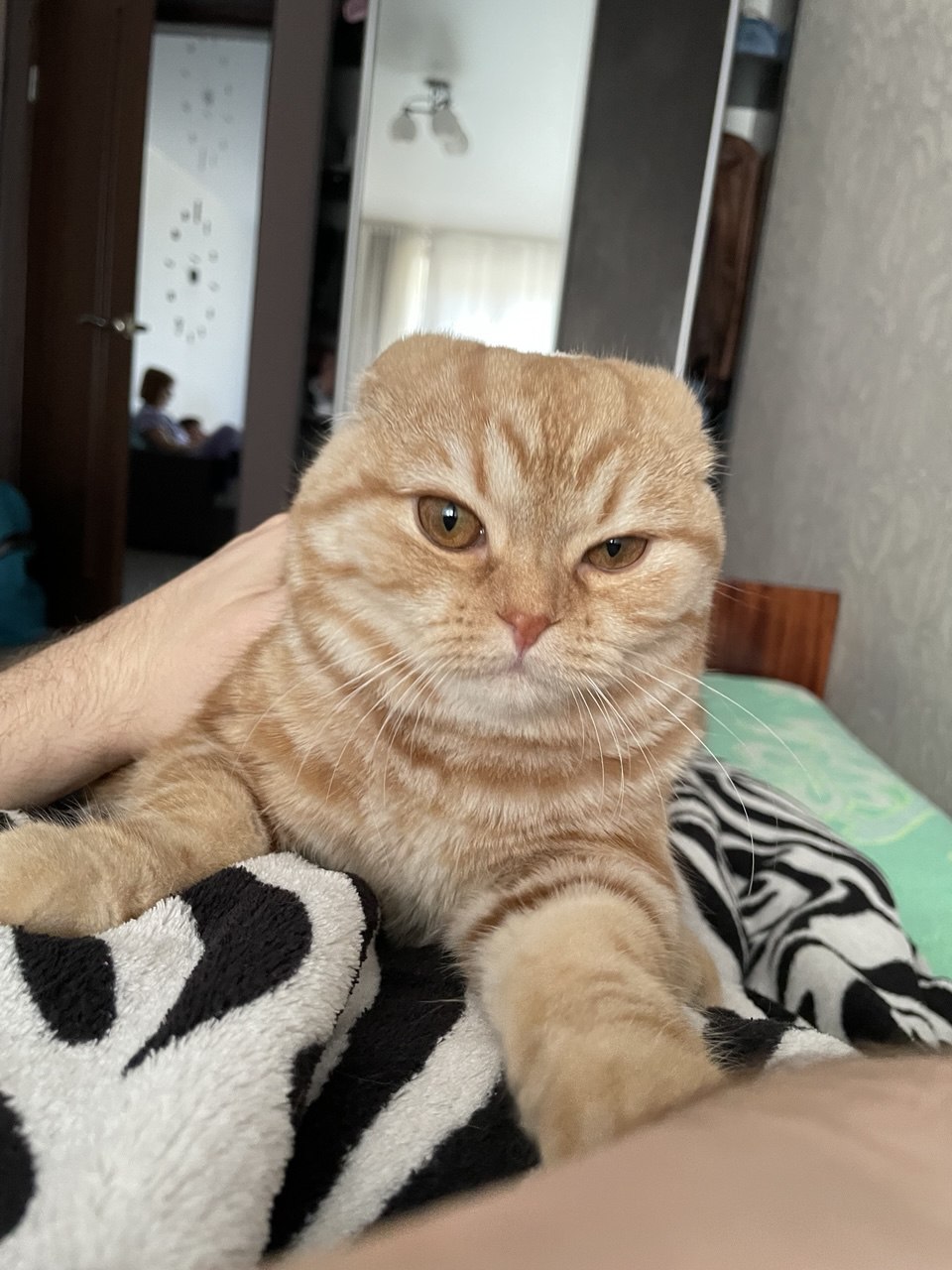 Зображення посту: Коти, які пережили війну: історії тварин, які рятувалися разом із людьми