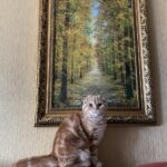 Зображення посту: Коти, які пережили війну: історії тварин, які рятувалися разом із людьми