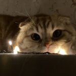 Зображення посту: Коти, які пережили війну: історії тварин, які рятувалися разом із людьми