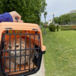 Зображення посту: Коти, які пережили війну: історії тварин, які рятувалися разом із людьми