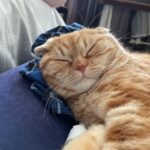 Зображення посту: Коти, які пережили війну: історії тварин, які рятувалися разом із людьми