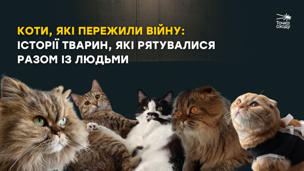 Стаття: Коти, які пережили війну: історії тварин, які рятувалися разом із людьми