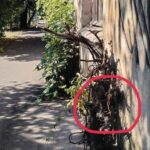 Зображення посту: У Довжанську й Луганську з’явилися символи українського спротиву