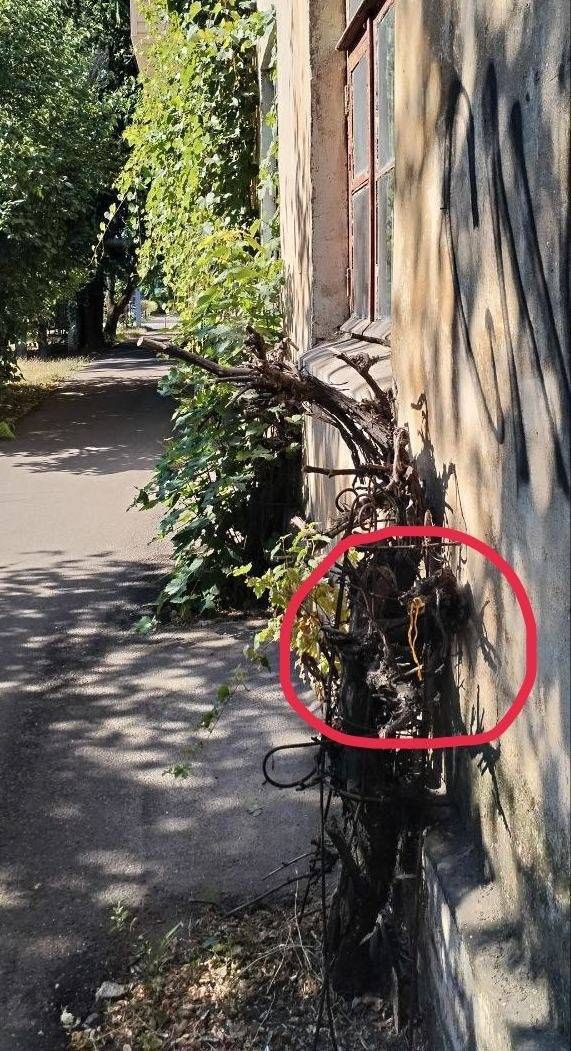 Зображення посту: У Довжанську й Луганську з’явилися символи українського спротиву