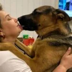 Зображення посту: Обстріли, евакуація та новий дім: як собаки переселенців переживають перші місяці війни