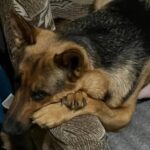 Зображення посту: Обстріли, евакуація та новий дім: як собаки переселенців переживають перші місяці війни