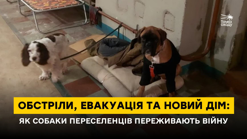Стаття: Обстріли, евакуація та новий дім: як собаки переселенців переживають перші місяці війни