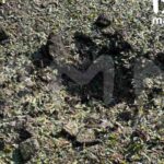 Зображення посту: У Луганську вибухнула колонка з піснею «Океану Ельзи»: чоловіку, ймовірно, відірвало ногу