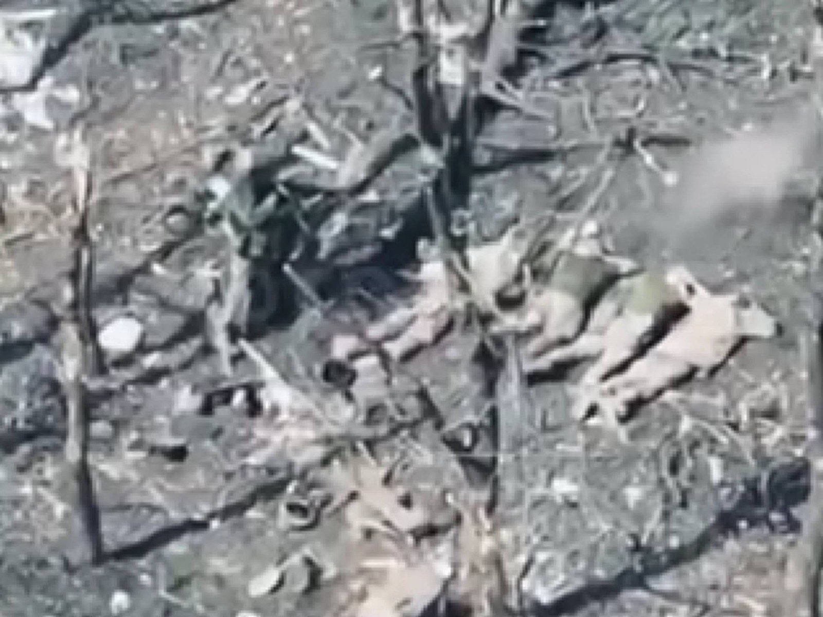 Стаття: Росіяни розстріляли п’ятьох полонених бійців ЗСУ біля Покровська