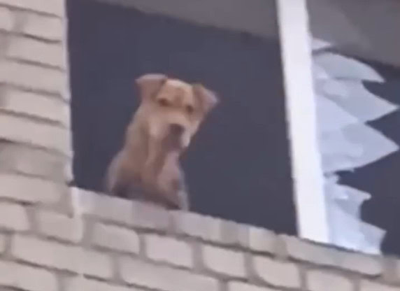 Стаття: На Донеччині собака місяць була сама — заблокована на останньому поверсі зруйнованої багатоповерхівки