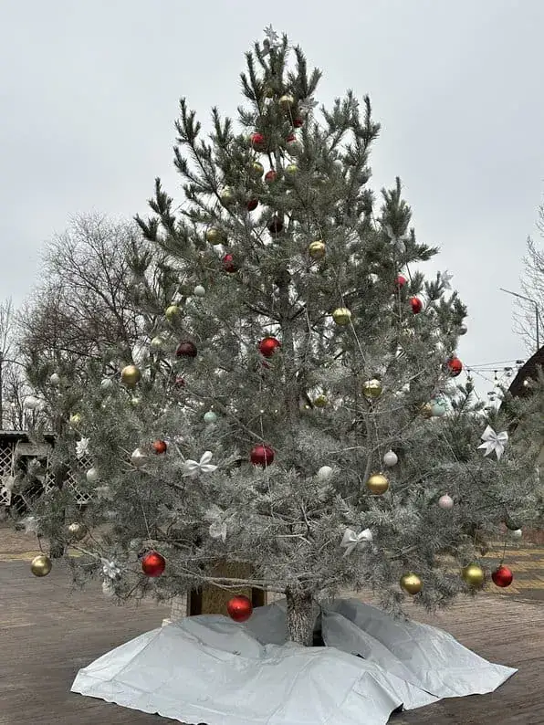 Зображення посту: Від яблук і соломи до гірлянд та прапору України: як ялинка стала частиною українського Різдва