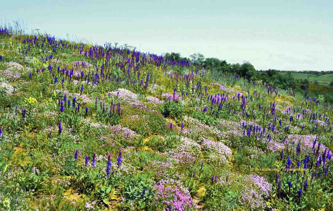 Зображення посту: Зелеківська зливанка, травництво та традиції Трійці: які елементи спадщини Луганщини визнали на національному рівні
