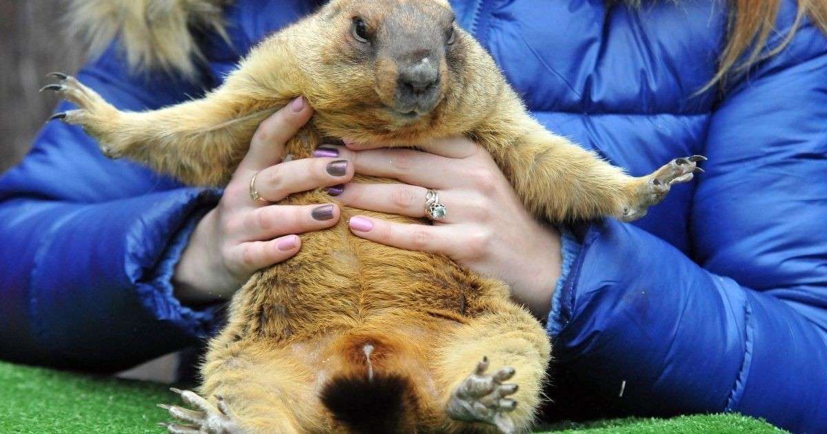 Стаття: Весна через шість тижнів: прогноз бабака Тимка з Харківщини