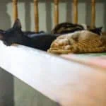 Зображення посту: Пенсіонерка з Донеччини евакуювалась із понад 40 тваринами