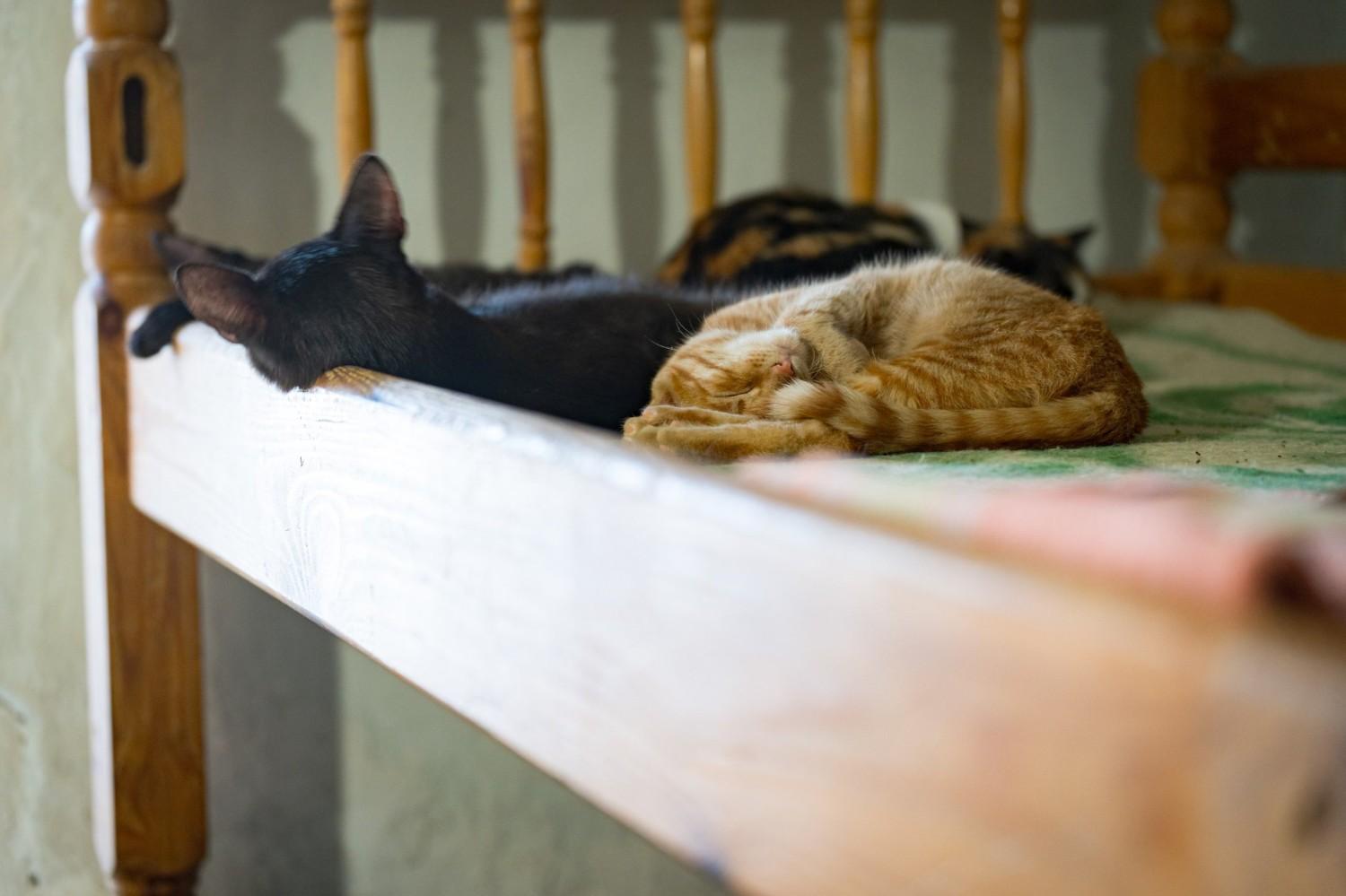 Зображення посту: Пенсіонерка з Донеччини евакуювалась із понад 40 тваринами