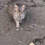 Зображення посту: «Добропілля перетворюється на другий Покровськ»: волонтерка показала наслідки обстрілів міста