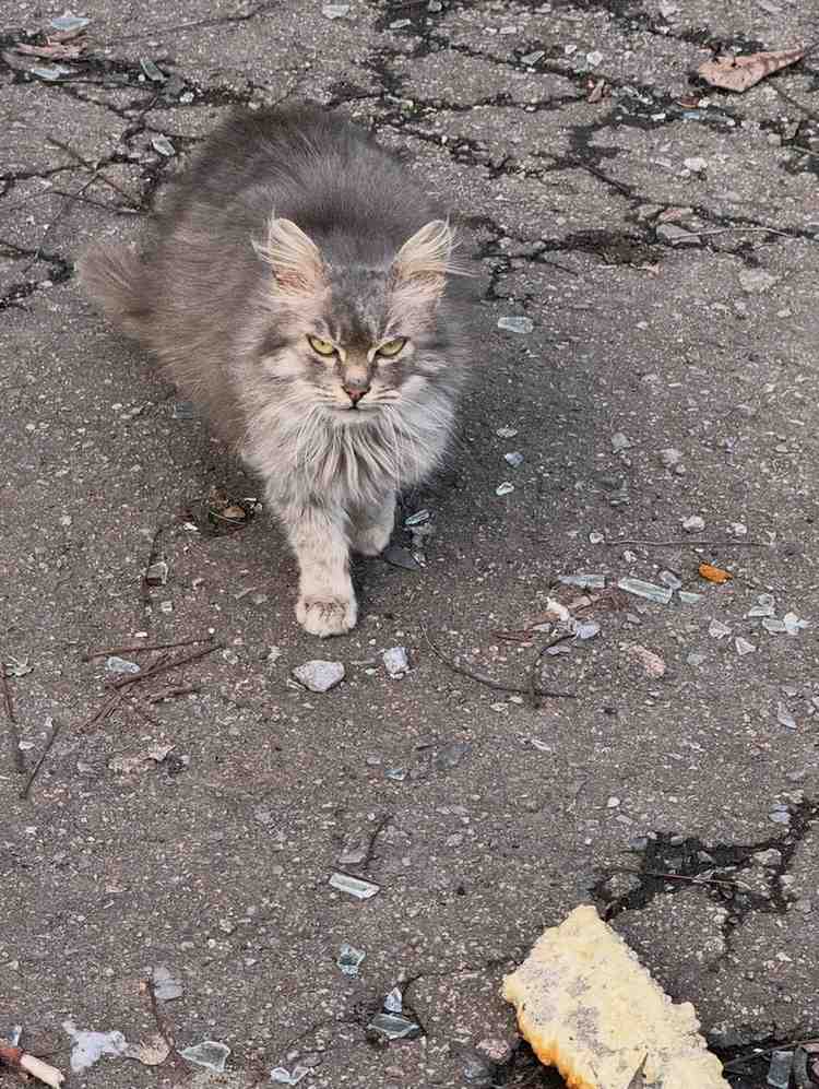 Зображення посту: «Добропілля перетворюється на другий Покровськ»: волонтерка показала наслідки обстрілів міста