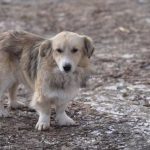 Зображення посту: Пенсіонерка з Донеччини евакуювалась із понад 40 тваринами